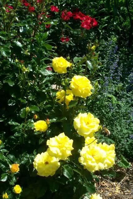 Photo of Rose (Rosa 'Sunsprite') uploaded by Newyorkrita