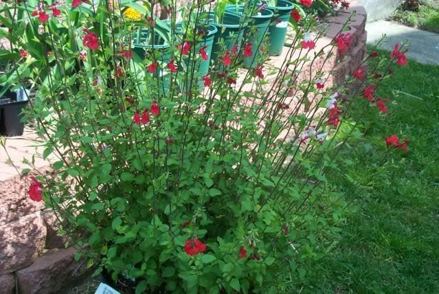 Photo of Blackcurrant Sage (Salvia microphylla 'Hot Lips') uploaded by Newyorkrita