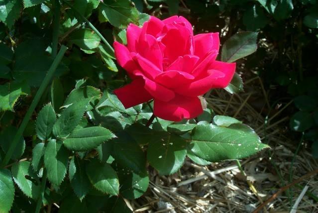 Photo of Rose (Rosa 'Double Knock Out') uploaded by Newyorkrita