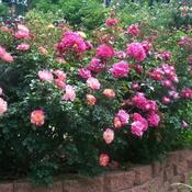 Location: In my front garden. A  jumble of rose blooms.