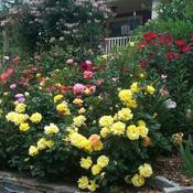 Location: In my front yard. Roses work well in a cottage garden setting.