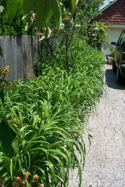 Photo of Daylilies (Hemerocallis) uploaded by Newyorkrita
