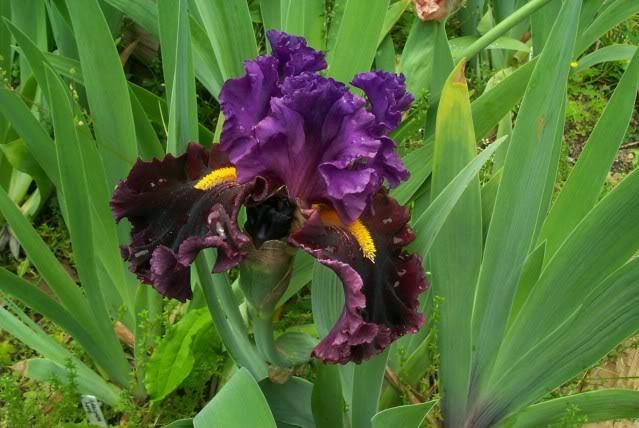 Photo of Tall Bearded Iris (Iris 'Naughty Nights') uploaded by Newyorkrita