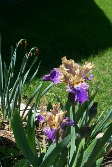 Photo of Intermediate Bearded Iris (Iris 'Doe Z Doe') uploaded by Newyorkrita