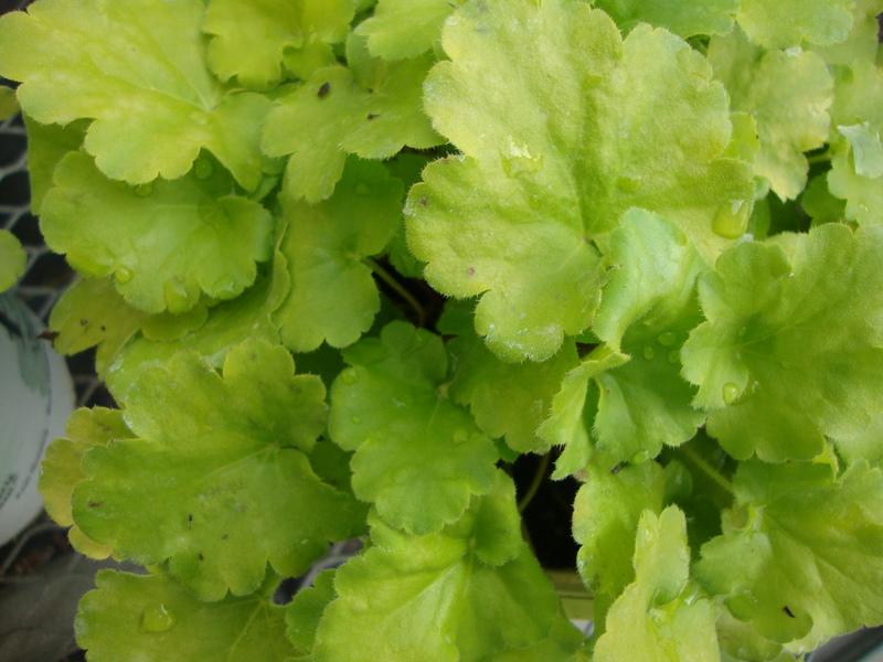 Photo of Coral Bells (Heuchera Dolce® Key Lime Pie) uploaded by Paul2032