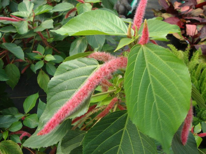 Photo of Chenille Plant (Acalypha hispida) uploaded by Paul2032