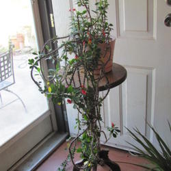 Location: in my living room, I will put it into a western  facing window.  
Date: 2011-10-20
This plant is about 6-7 years old