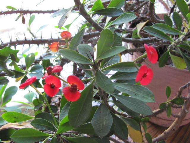 Photo of Crown of Thorns (Euphorbia milii) uploaded by Ridesredmule