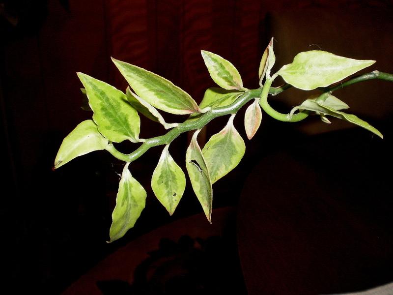 Photo of Variegated Devil's Backbone (Euphorbia tithymaloides 'Variegata') uploaded by SongofJoy