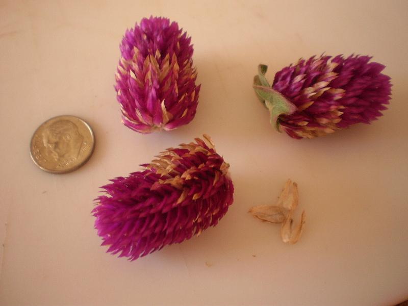 Photo of Globe Amaranth (Gomphrena globosa 'Little Purple Buddy') uploaded by SongofJoy