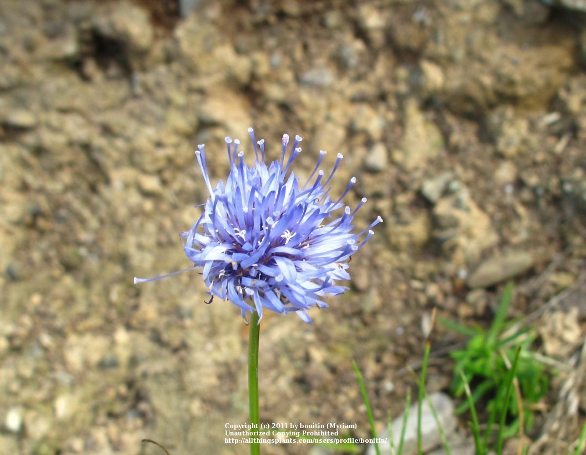 Photo of Sheep's Bit Scabious (Jasione laevis) uploaded by bonitin