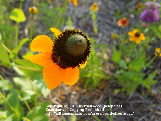 Photo of Clasping Leaf Coneflower (Rudbeckia amplexicaulis) uploaded by frostweed