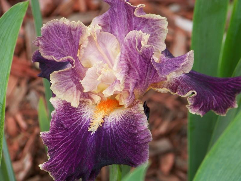 Photo of Tall Bearded Iris (Iris 'Fancy Woman') uploaded by mattsmom