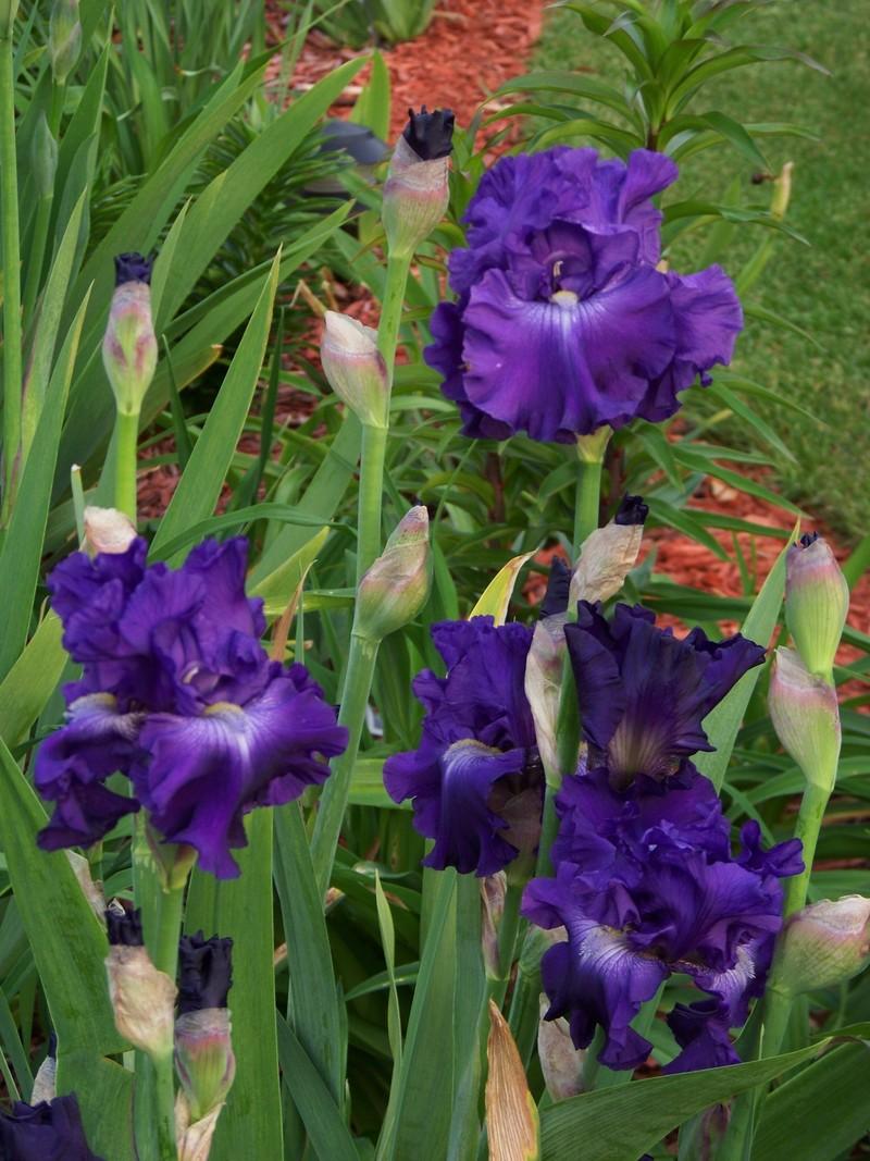 Photo of Tall Bearded Iris (Iris 'World Without End') uploaded by mattsmom