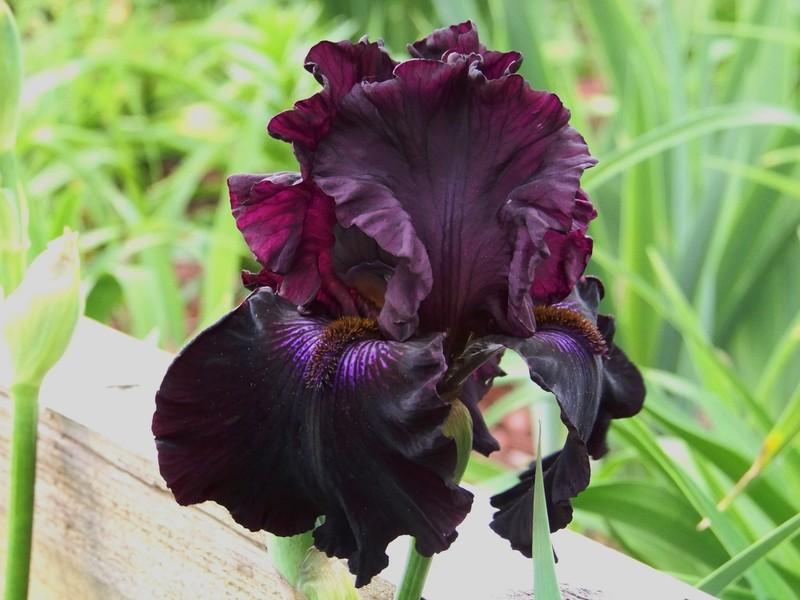Photo of Tall Bearded Iris (Iris 'Crimson Lights') uploaded by mattsmom