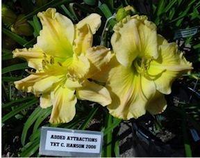Photo of Daylily (Hemerocallis 'Added Attractions') uploaded by vic