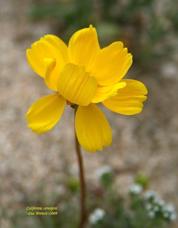 Photo of Coreopsis californica uploaded by Calif_Sue