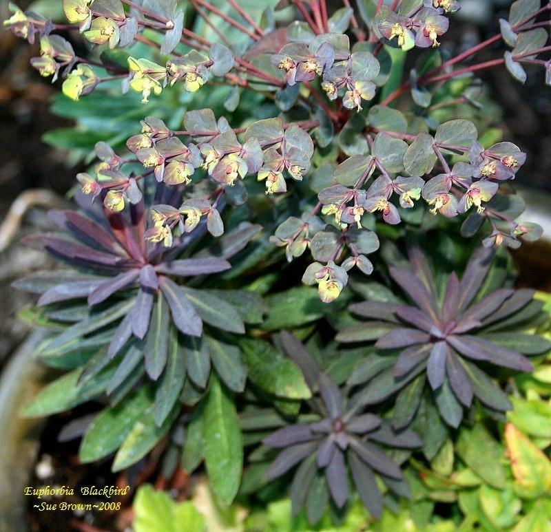 Photo of Euphorbia (Euphorbia x martini Blackbird) uploaded by Calif_Sue