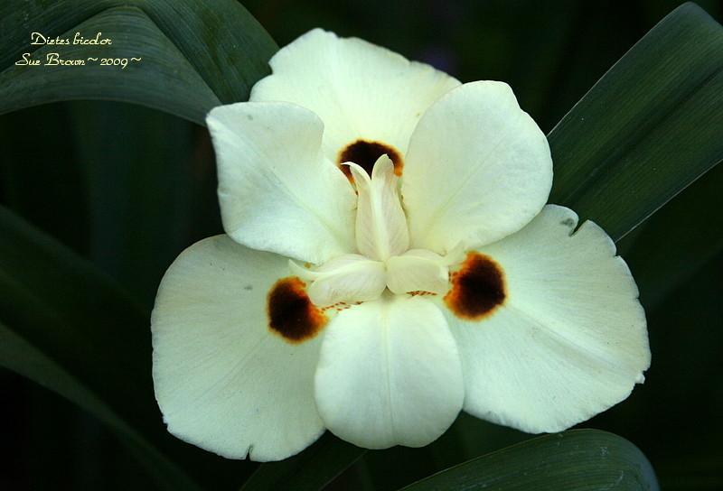 Photo of African Iris (Dietes bicolor) uploaded by Calif_Sue