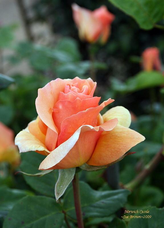 Photo of Rose (Rosa 'Norwich Castle') uploaded by Calif_Sue