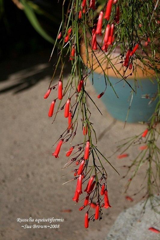 Photo of Firecracker Plant (Russelia equisetiformis) uploaded by Calif_Sue