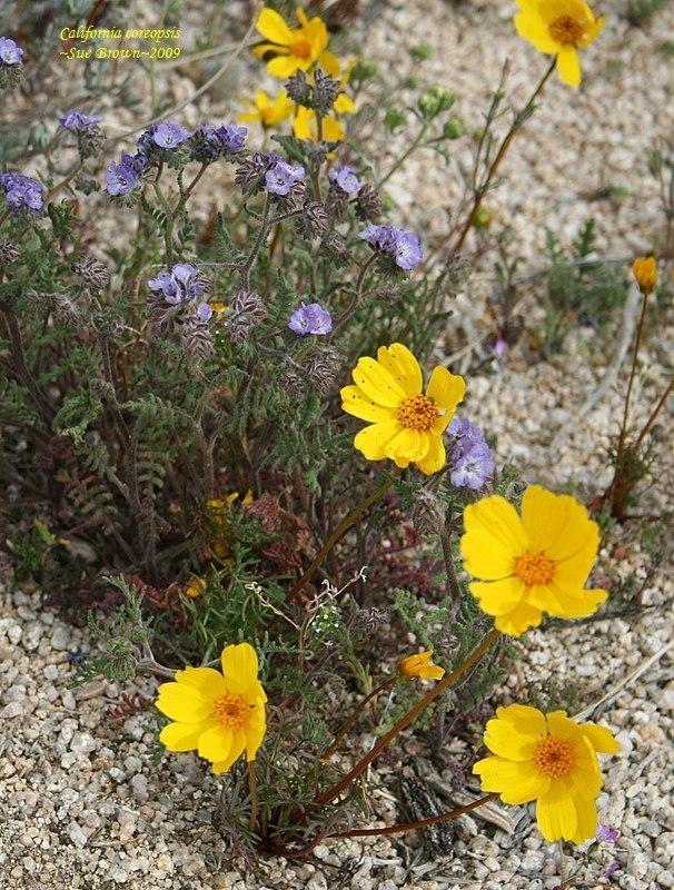 Photo of Coreopsis californica uploaded by Calif_Sue