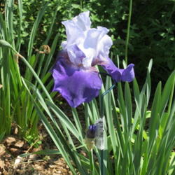 Location: Northeastern Pennsylvania
Date: 2011-05-30
Nice Bloomer