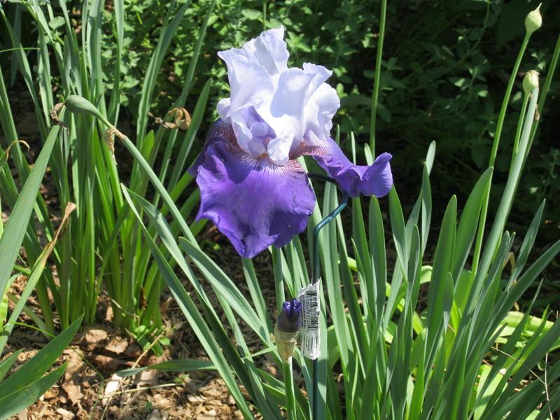 Photo of Tall Bearded Iris (Iris 'Best Bet') uploaded by Carolyn22