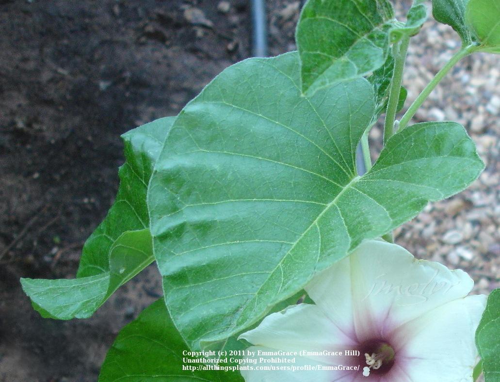 Photo of Morning Glory (Ipomoea albivenia) uploaded by EmmaGrace