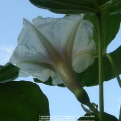 
Date: 2011-10-21
Backside of Bloom