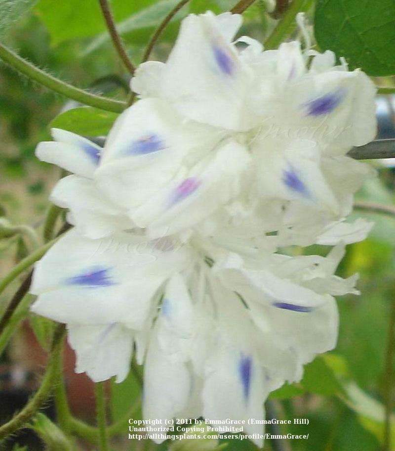 Photo of Tall Morning Glory (Ipomoea purpurea 'Gypsy Bride') uploaded by EmmaGrace