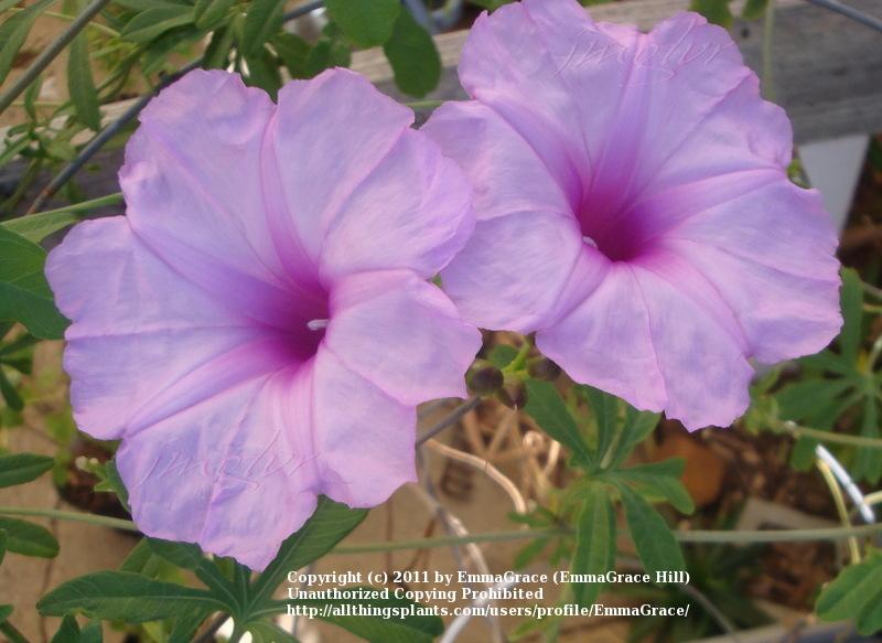 Photo of Caudiciform Morning Glory (Ipomoea platensis) uploaded by EmmaGrace