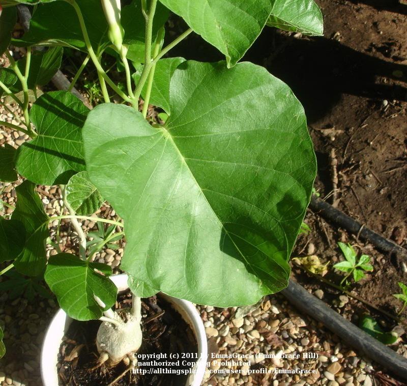 Photo of Morning Glory (Ipomoea albivenia) uploaded by EmmaGrace