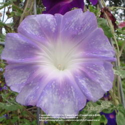 
Date: 2011-10-21
Lavender Form