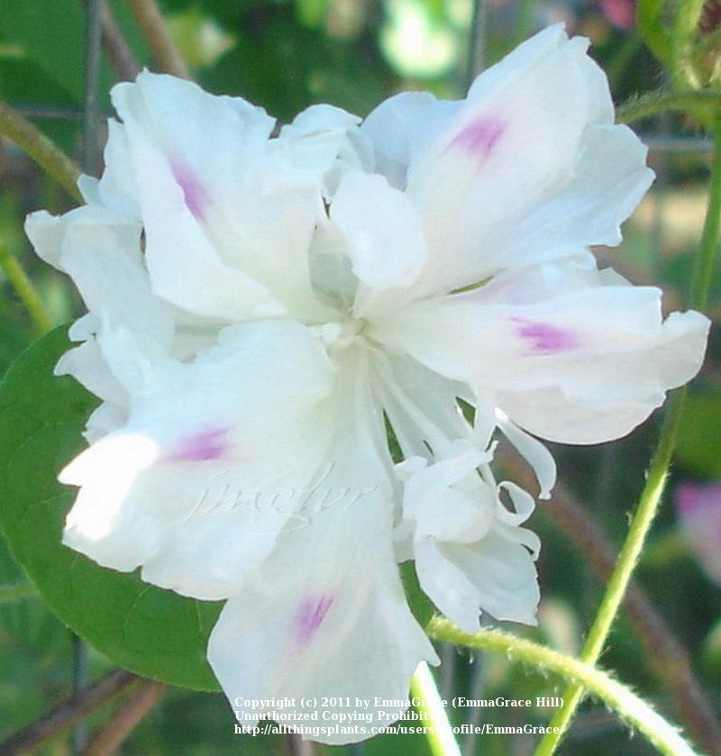 Photo of Tall Morning Glory (Ipomoea purpurea 'Gypsy Bride') uploaded by EmmaGrace