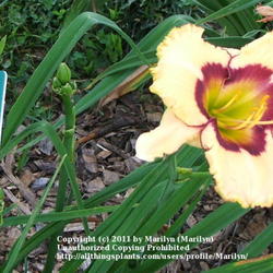 Location: Valley of the Daylilies in Lebanon, OH. Home of Dan and Jackie Bachman
Date: 2005-07-11
Beautiful and colorful!