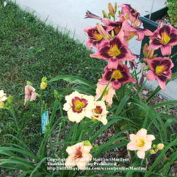 Location: Valley of the Daylilies in Lebanon, OH. Home of Dan and Jackie Bachman
Date: 2005-07-09
Growing next to 'Dandy Dave' and 'It's a Miracle'.