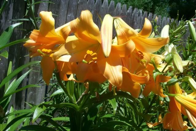 Photo of Lily (Lilium African Queen) uploaded by Newyorkrita