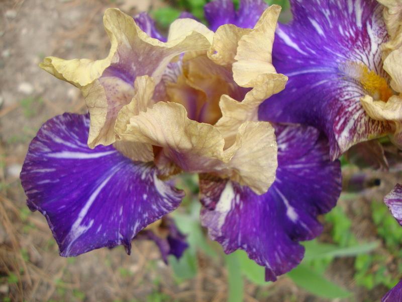 Photo of Intermediate Bearded Iris (Iris 'Doe Z Doe') uploaded by Paul2032