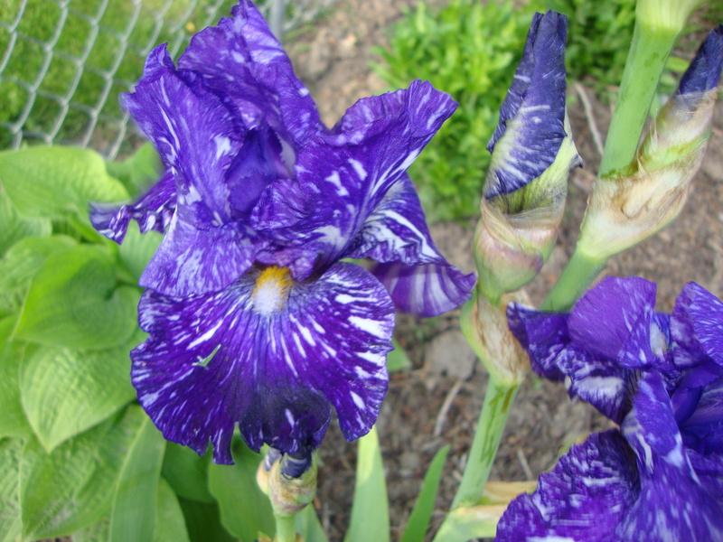 Photo of Border Bearded Iris (Iris 'Batik') uploaded by Paul2032