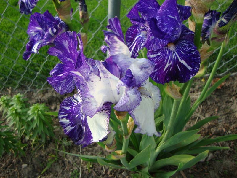 Photo of Border Bearded Iris (Iris 'Batik') uploaded by Paul2032