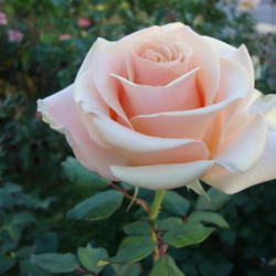 
Date: 2011-10-22
The real MM was much photographed.  The rose MM is camera friendl