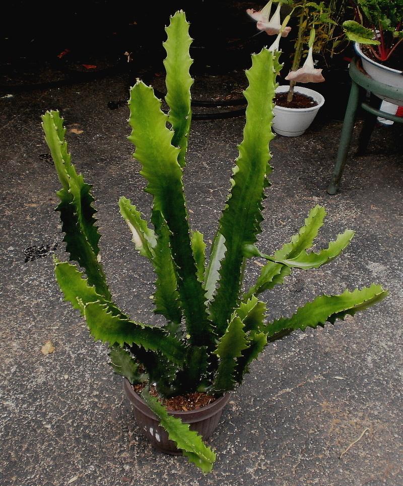Photo of Candelabra Plant (Euphorbia lactea) uploaded by SongofJoy
