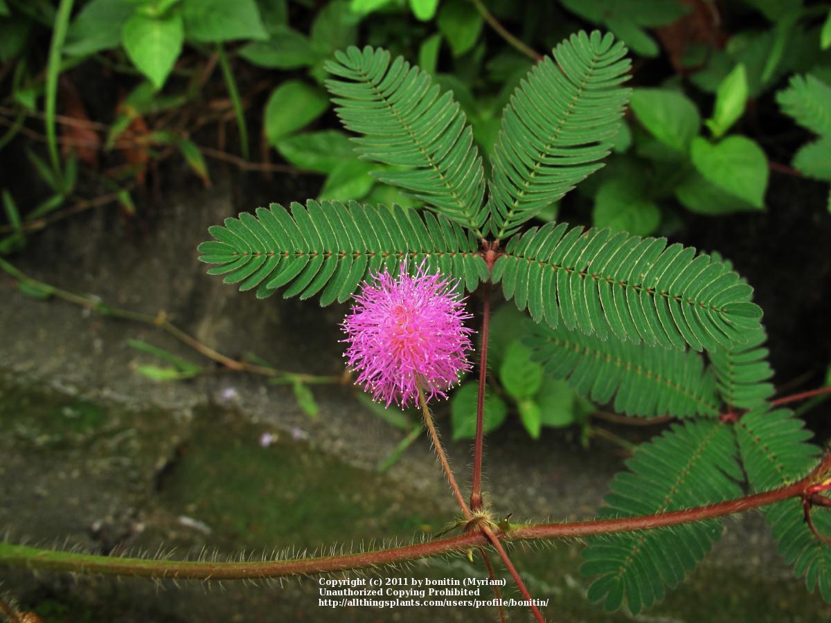 Photo of Sensitive Plant (Mimosa pudica) uploaded by bonitin