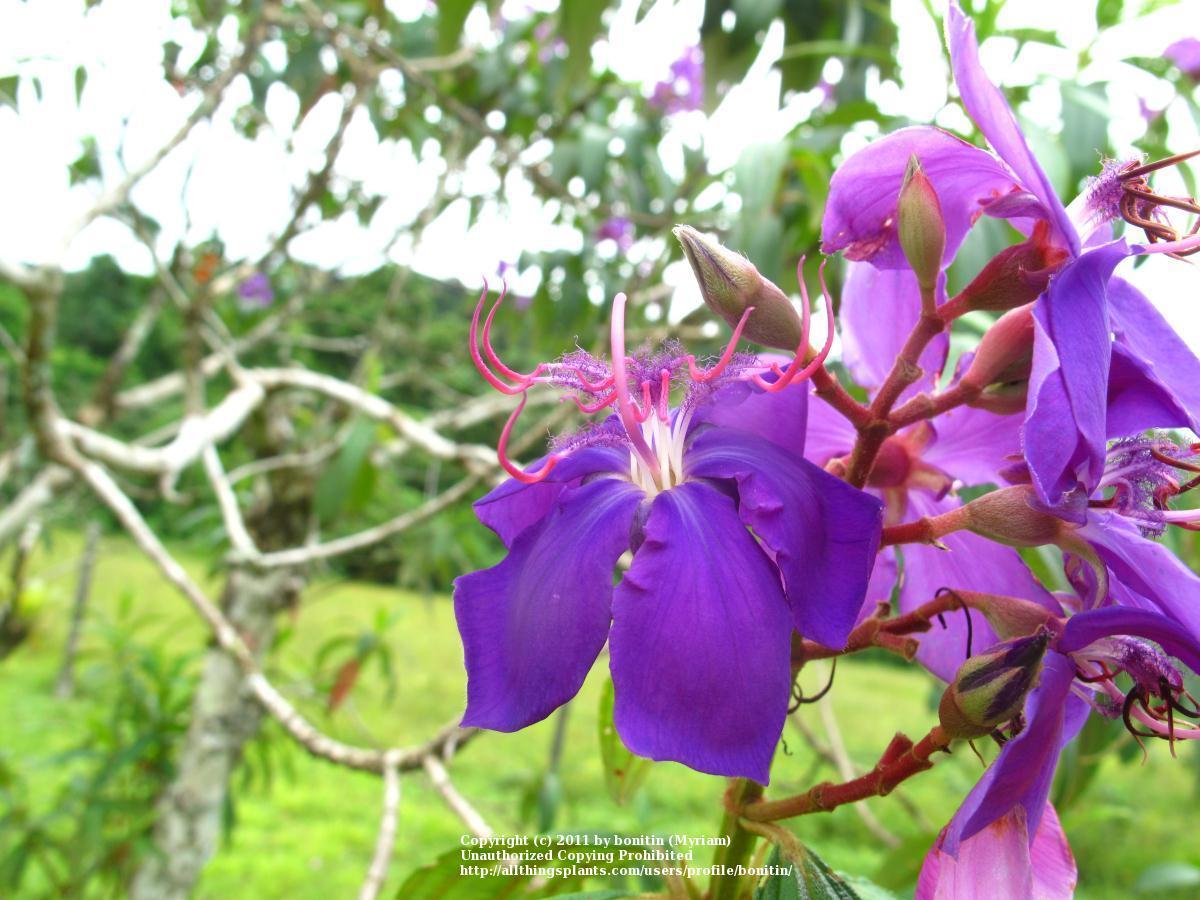 Photo of Glory Bush (Pleroma granulosum) uploaded by bonitin