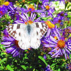 Location: central Illinois
Date: 2011-09-30
Checkered White on N E Aster