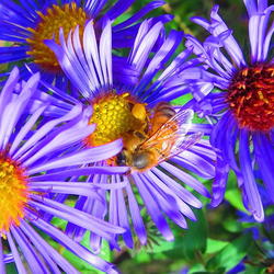 Location: central Illinois
Date: 2011-09-19
w/ honey bee