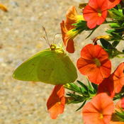 w/ Sulphur butterfly