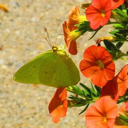 Location: central Illinois
Date: 2011-08-29
w/ Sulphur butterfly