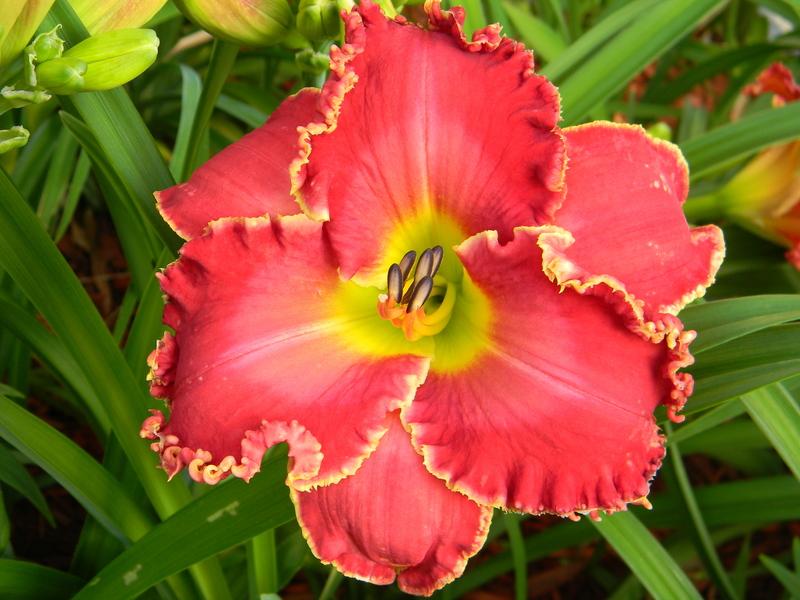 Photo of Daylily (Hemerocallis 'Painting the Roses Red') uploaded by mattsmom